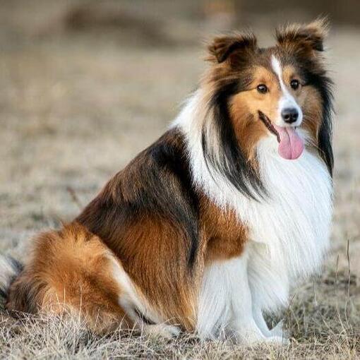 Cão pastor de Shetland