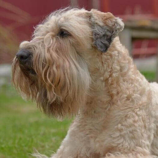 Terrier de trigo com revestimento macio