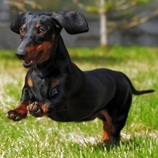 Raça de cachorro Dachshund (miniatura de pêlo liso)