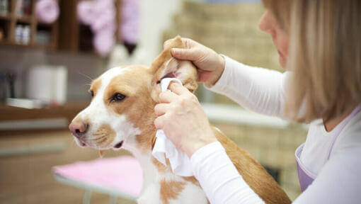 Cachorro marrom claro e branco com orelha inspecionada.