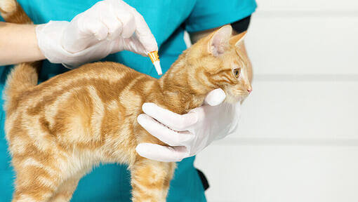  gato recebendo tratamento contra pulgas