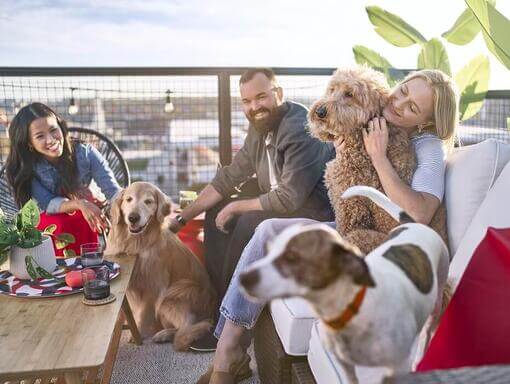 Três amigos felizes com os seus três cães