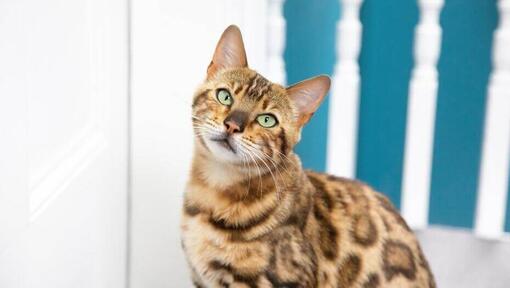Gato de Bengala olhando para a câmera com a cabeça inclinada