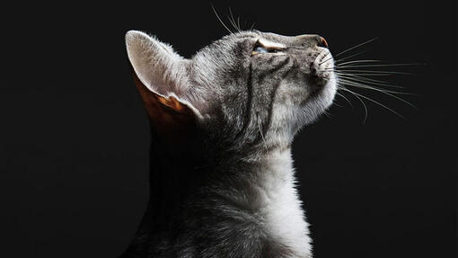 Alimentos para Gatos PRO PLAN® EXPERT CARE NUTRITION
