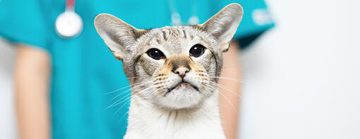 gato no veterinário