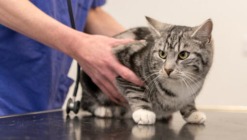 Veterinário examinando o gato