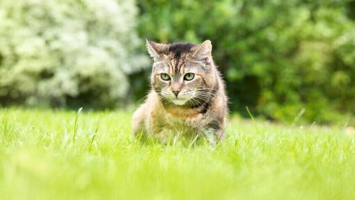 imagem de gato atento num relvado