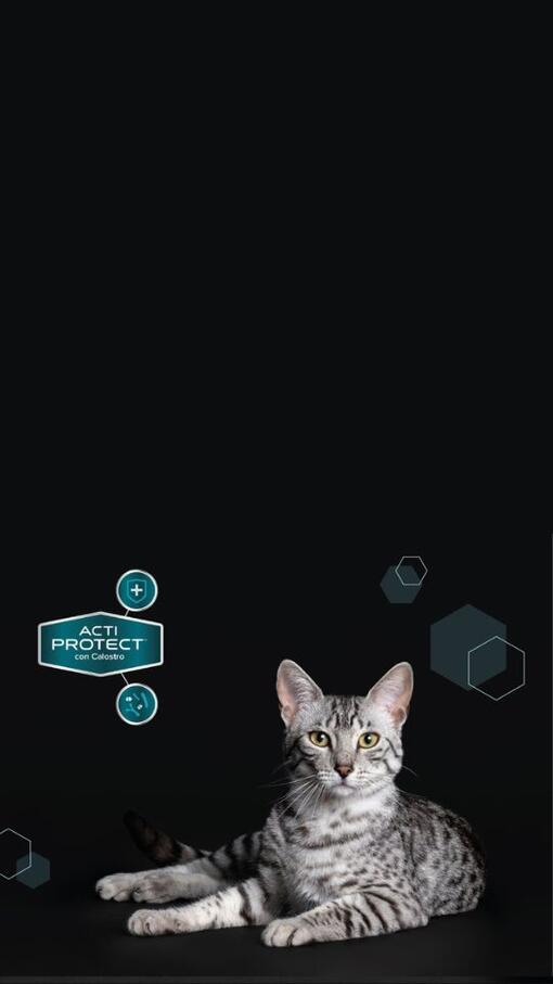 Descubra a gama PRO PLAN® EXPERT CARE NUTRITION para gatos