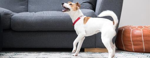 Pequeno cão ladrando em casa