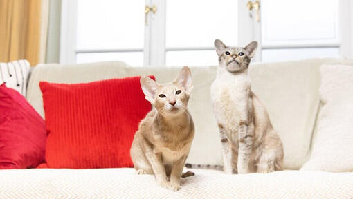 2 gatos juntos no sofá