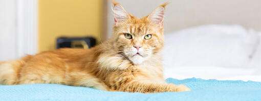 Gato sentado na cama