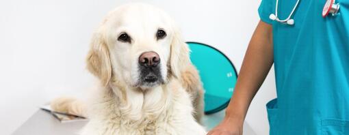 Golden retriever deitado na mesa do veterinário.