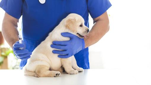 Parvovírus Canino: O que é o Parvo e os humanos podem contraí-lo?