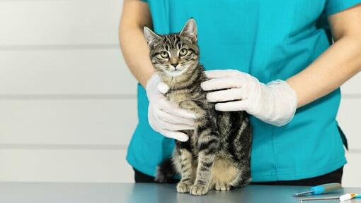 Veterinário segurando um gatinho