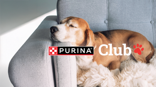 Logo Clube Purina com cão e gato