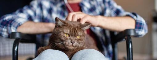 gato no colo de um homem
