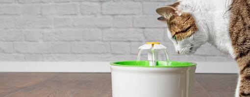 Gato olhando para fonte de água de brinquedo