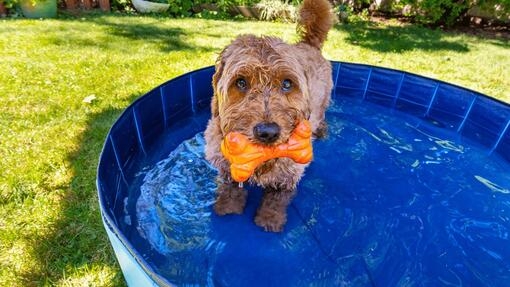 Cachorro se refrescando na piscina