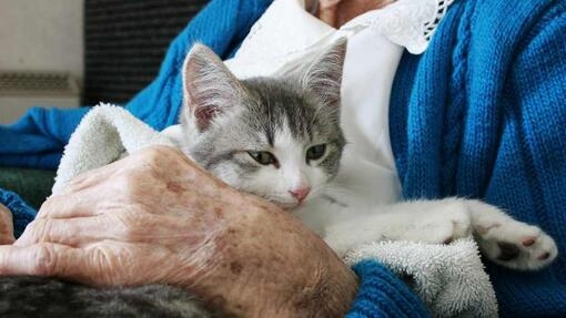 gatinho sentado no colo de uma mulher