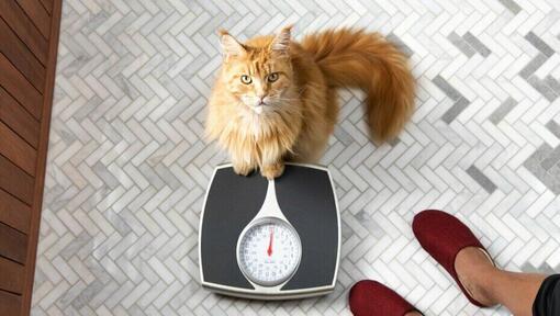 8 formas de manter a saúde intestinal do seu gato