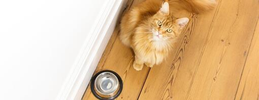 8 Dicas para Melhorar e Restaurar o Microbioma do Seu Gato
