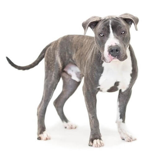 Pitbull