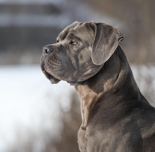 Cane Corso