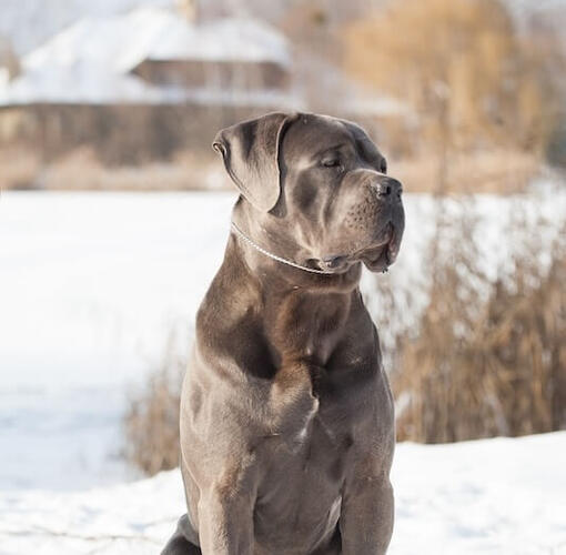 Cane Corso