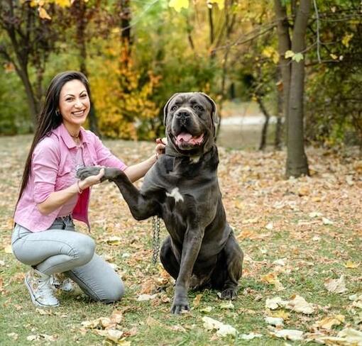 Cane Corso