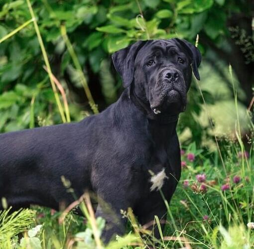 Cane Corso