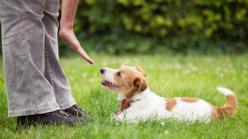 Treino de obediência para cães