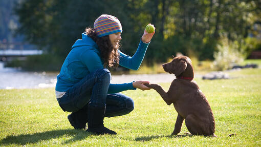Treino de obediência para cães