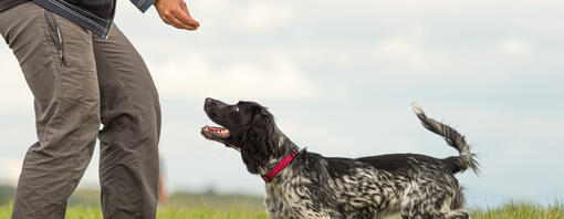 Treino de obediência para cães