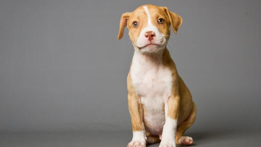 Pitbull