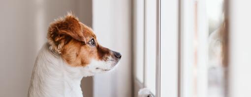 Durante quanto tempo pode deixar um cão sozinho em casa?