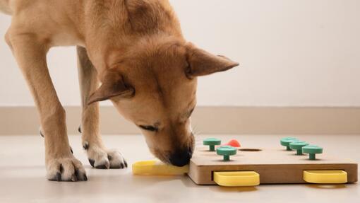 Durante quanto tempo pode deixar um cão sozinho em casa?