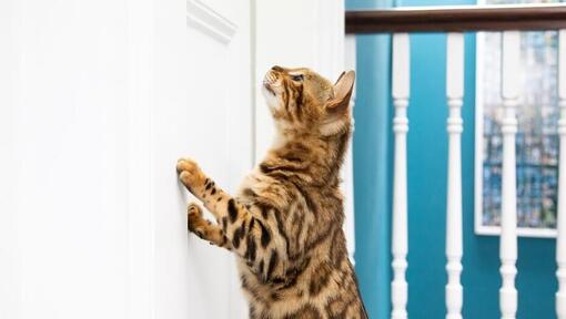 Gato de Bengala encostado à porta