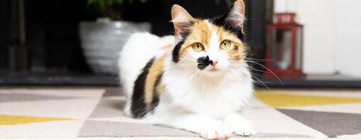 Quanto tempo um gato pode ficar sozinho em casa?