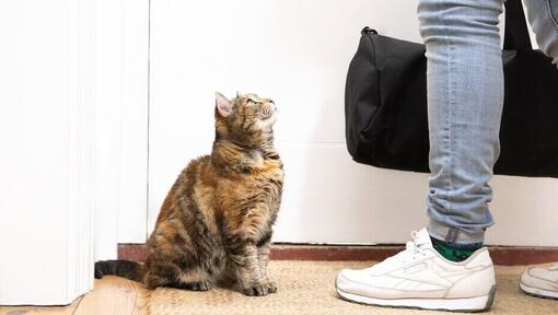 gato olhando para uma pessoa saindo de casa