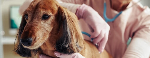 Cão sénior sendo examinado pelo veterinário