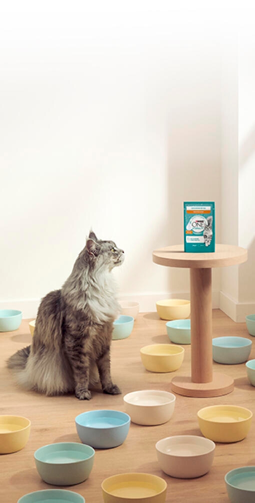 Torne a Hidratação fácil com Purina ONE Hydralife