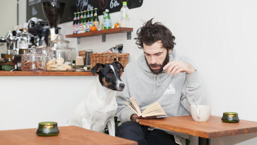 Jack Russell Terrier com o dono lendo um livro.