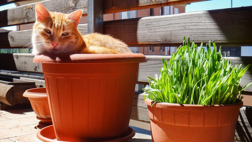 Gato laranja sentado em um vaso de planta