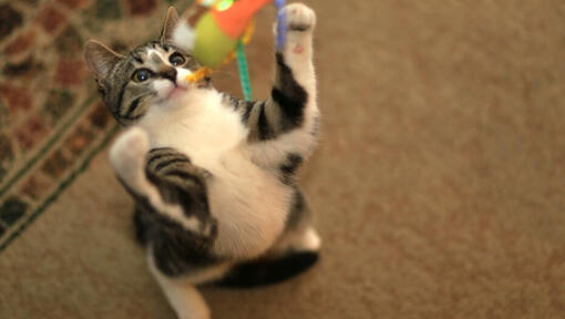 Gato brincando