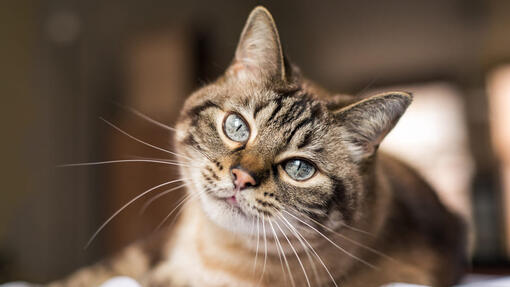 Gato