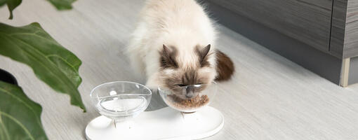 Gato branco comendo