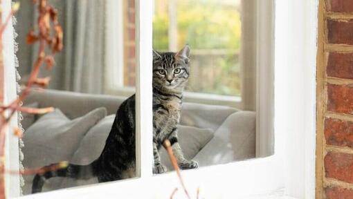 Gato olhando pela janela de casa