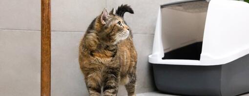 Gato perto da caixa de areia