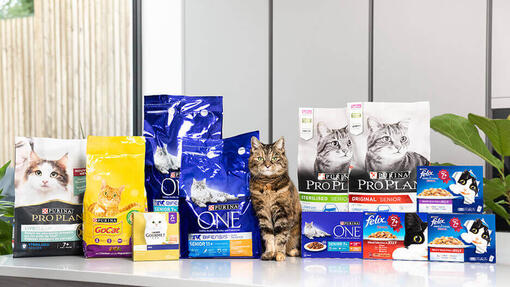 Gato com produtos da Purina