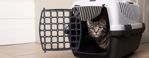 Gato na transportadora